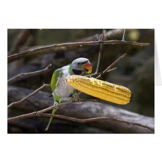 Blossom Headed Parakeet Card (Vorderseite (Horizontal))