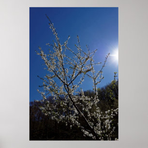Blossom-Kirsche Poster