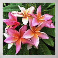 Blossom-Kranz von hellrosa Frangipani