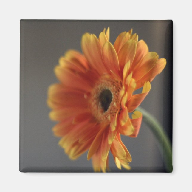 Blossom Magnet (Vorne)