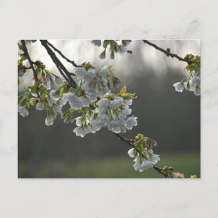 Blossom Postkarte