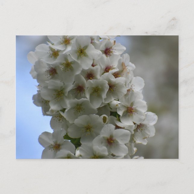 Blossom Postkarte (Vorderseite)