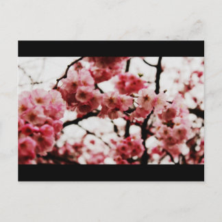 Blossom Postkarte