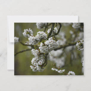 Blossom Postkarte