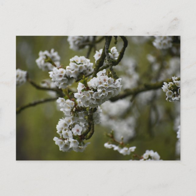 Blossom Postkarte (Vorderseite)