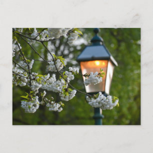 Blossom Postkarte