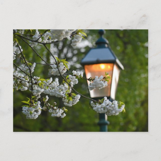 Blossom Postkarte (Vorderseite)