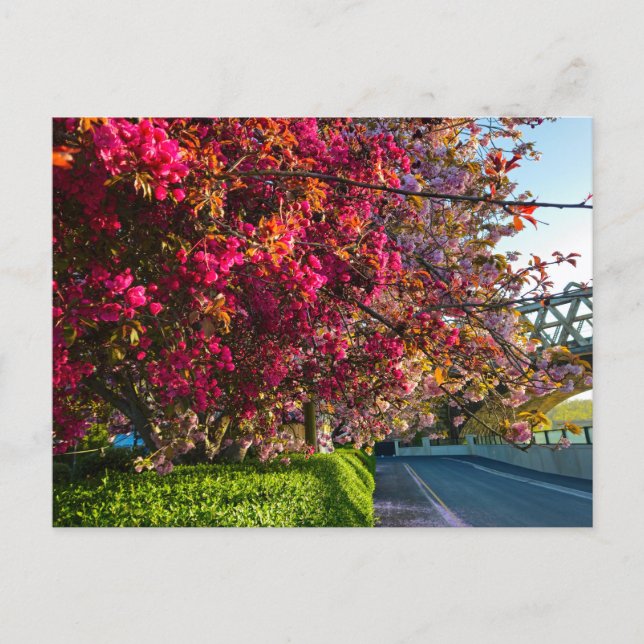 Blossom  postkarte (Vorderseite)