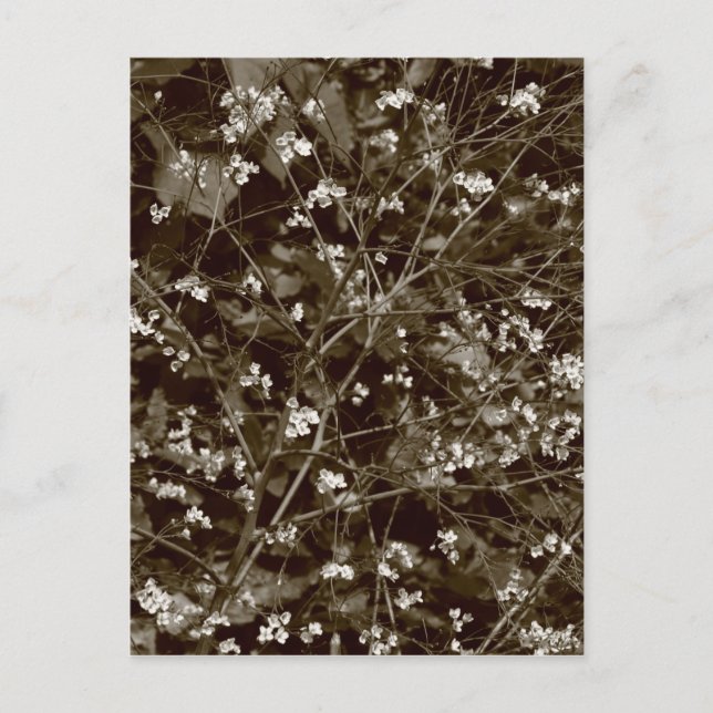 Blossom Postkarte (Vorderseite)