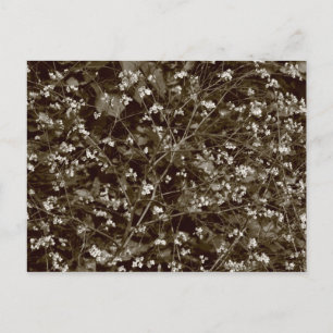 Blossom Postkarte