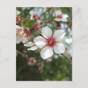 Blossom Postkarte