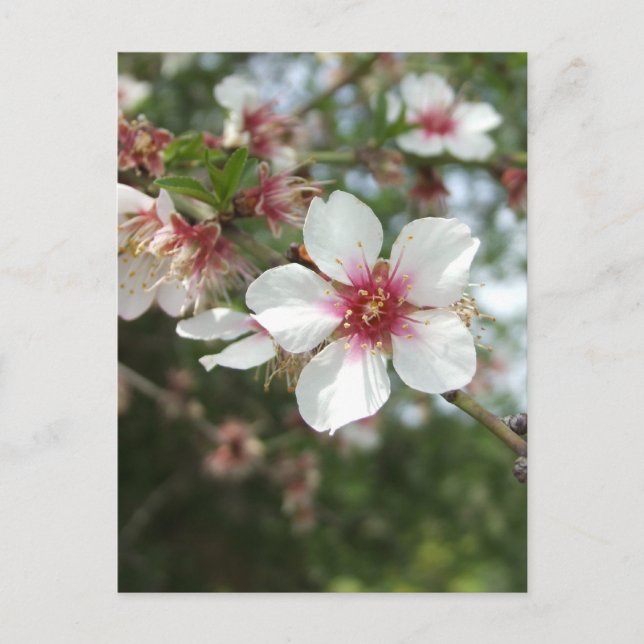 Blossom Postkarte (Vorderseite)