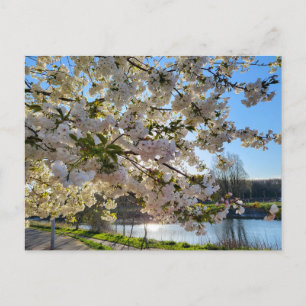 Blossom Postkarte