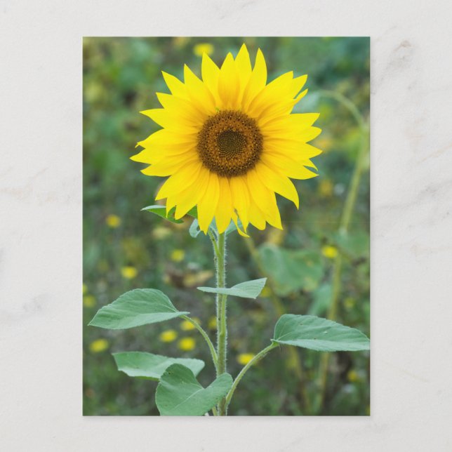 Blossom Sonnenblume Wildblume Postkarte (Vorderseite)