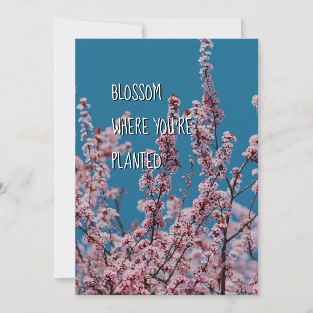 BLOSSOM WO PLANT | Christliche Förderung (Vorderseite)