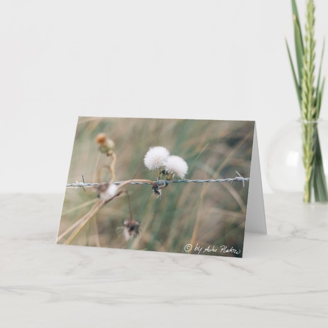 Blowballs Karte (Vorderseite)