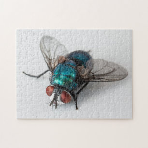 Blowfly Blue Bottle Fly Nah-up Bug Foto Puzzle
