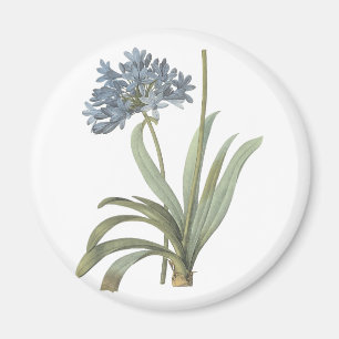 Blue African lily (Agapanthus) von Redouté Magnet