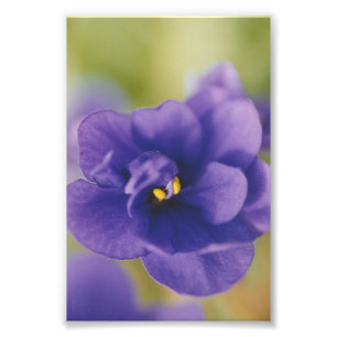 Blue African Violet Saintpaulia Fotodruck