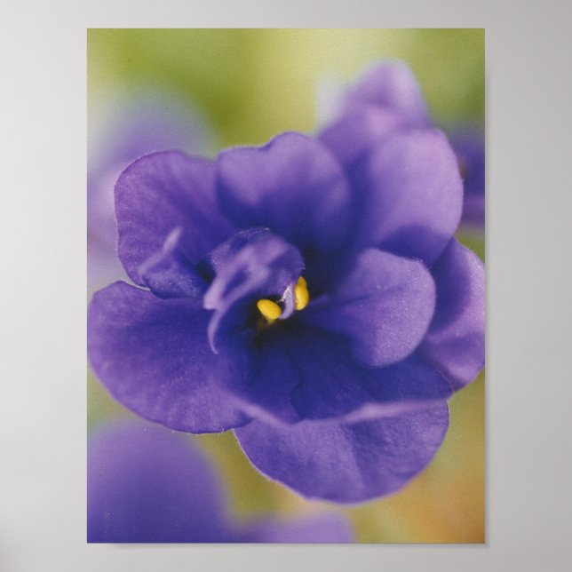 Blue African Violet Saintpaulia Poster (Vorne)