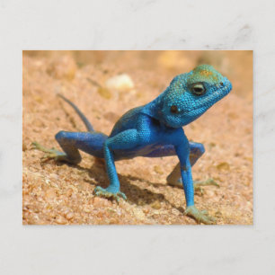 Blue Agama Sinaita Lizard Postkarte