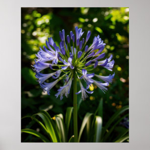 Blue Agapanthus Blume Poster