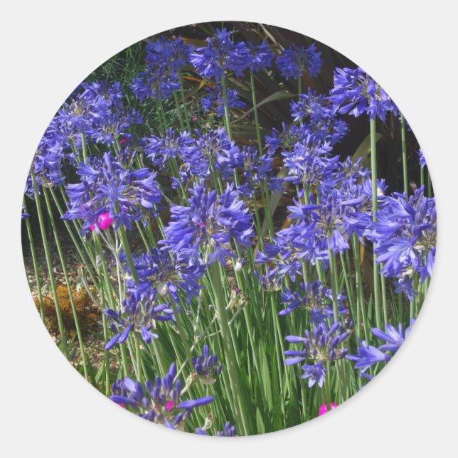 Blue Agapanthus Blume Sticker (Vorderseite)