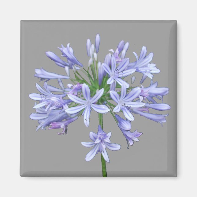 Blue Agapanthus Magnet (Vorne)