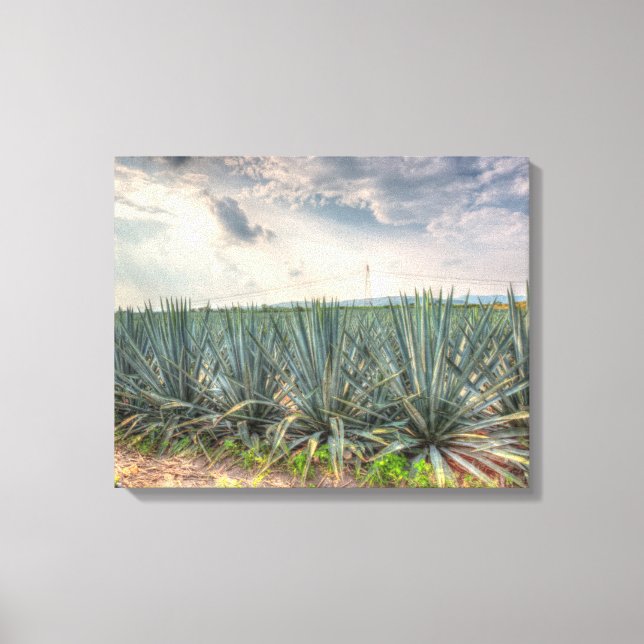 Blue Agave Leinwanddruck (Vorderseite)