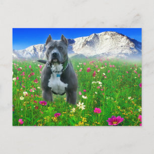Blue American Pit Bull Terrier, Pikes Peak Postkarte