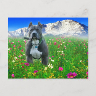 Blue American Pit Bull Terrier, Pikes Peak Postkarte