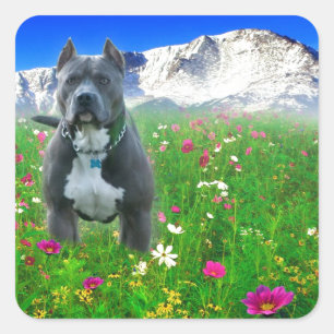Blue American Pit Bull Terrier, Pikes Peak Quadratischer Aufkleber