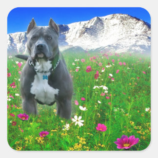 Blue American Pit Bull Terrier, Pikes Peak Quadratischer Aufkleber