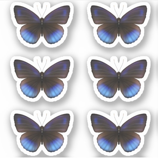 Blue and Black Butterfly Sticker Pack Hochzeit (Vorderseite)