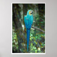 Blue-and-gelb-macaw von JungleWalk.com