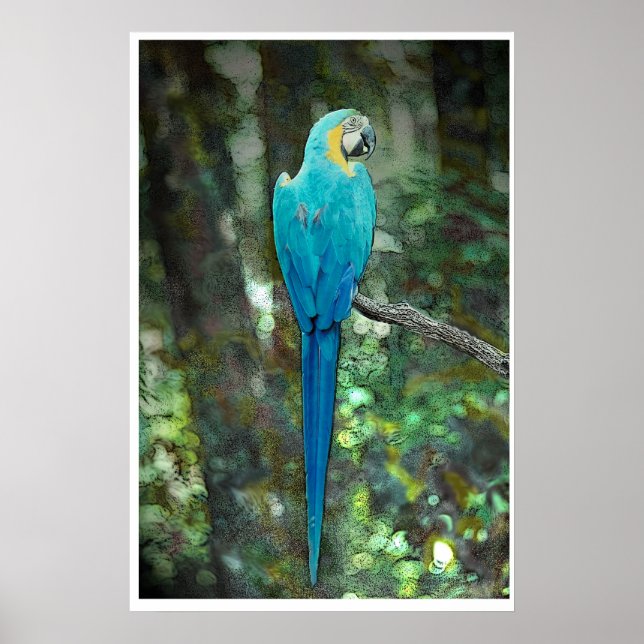 Blue-and-gelb-macaw von JungleWalk.com Poster (Vorne)