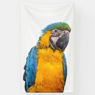Blue and Gold Macaw Banner