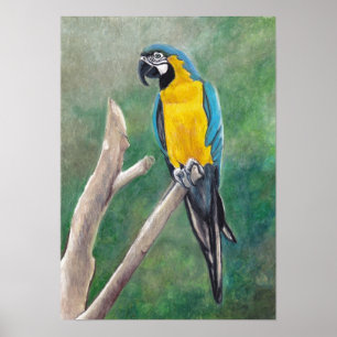 Blue and Gold Macaw Bird Art Poster
