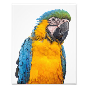 Blue and Gold Macaw Fotodruck