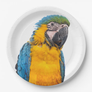 Blue and Gold Macaw Pappteller