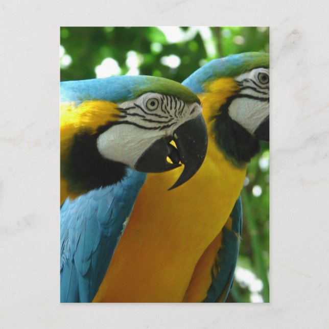 Blue and Gold Macaw Postcard Postkarte (Vorderseite)