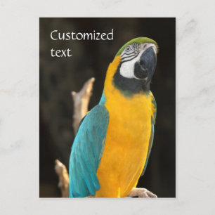 Blue and Gold Macaw Postkarte