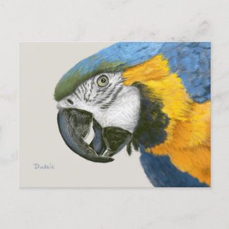 Blue and Gold Macaw Postkarte