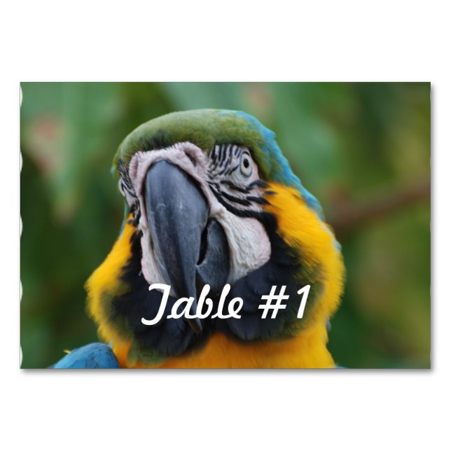 Blue and Gold Macaw Tischnummer (Vorderseite)