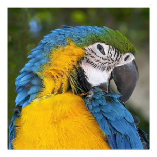 Blue And Gold Parrot Fotodruck