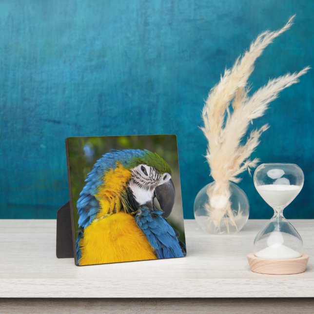 Blue And Gold Parrot Fotoplatte (InSitu)