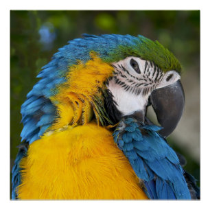 Blue And Gold Parrot Poster