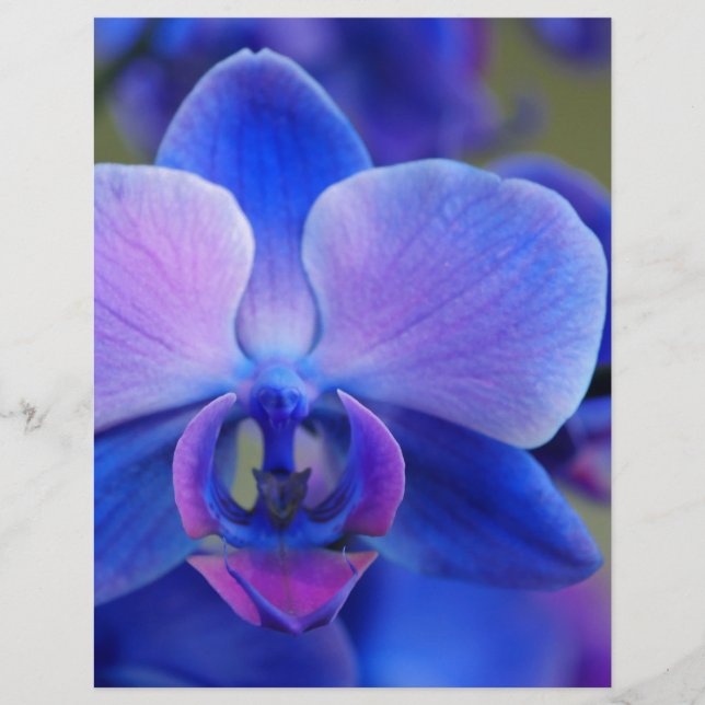 Blue and Pink Orchid (Vorderseite)