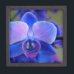 Blue and Pink Orchid Kiste<br><div class="desc">Das Colors of this orchid are quite amazing and vibriert!</div>