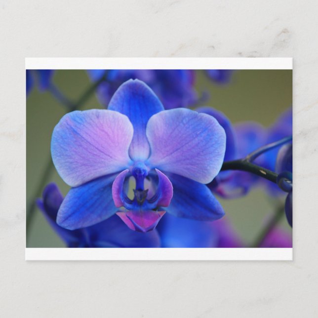 Blue and Pink Orchid Postkarte (Vorderseite)
